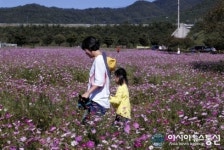 전남 장성군, 평림댐 일원 ‘오색물결 코스모스’ 만개