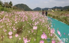코스모스 길, 가을 정취 물씬