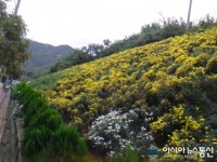창원시 사파동, 가을정취 가득한 국화꽃 향기