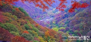장성군, 백양축제 앞두고 오색 애기단풍 절정