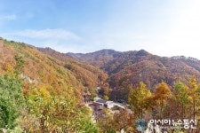 영동 민주지산 휴양림 ‘오색단풍 숲에서 힐링’