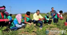 군위군, 사랑의 이웃돕기 생강 수확