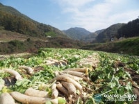가북면 친환경 단무지 무 수확 한창