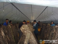 완주군 소양 약암두레농장 포고버섯 수확