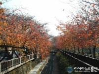 숲∙바다∙낭만 진해구엔 벚나무 단풍이 춤춘다!