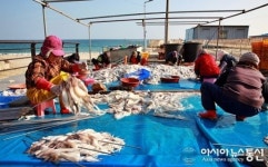 명품 울진오징어 갈무리로 분주한 온양리 어민들