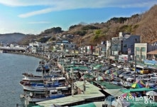 대게 본산 강구항 발디딜틈 없네
