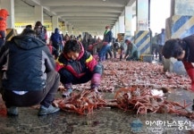 울진대게 본산 죽변항 어민들의 환한 웃음