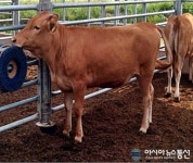 울진군 축산농가 톱밥지원으로 일석이조 효과