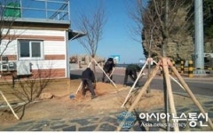 부안 격포항 벚나무 공원 조성
