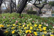 “봄꽃향기 가득한 청주로 오세요”