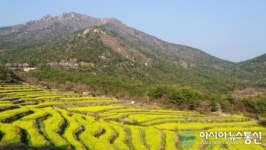 황홀한 금빛 물결, ‘남해 유채꽃 다랭이논’