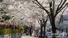 경산 옥곡동으로 벚꽃 구경 오세요