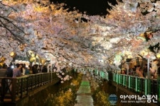 ‘제52회 진해군항제’ 여좌천 야경 ‘장관’