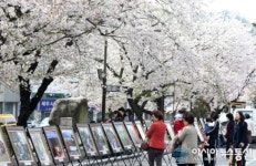 덕진구청, 자원봉사 기금마련 사진전 및 벚꽃바자회 열려