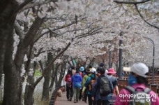 장안구 벚꽃구경과 광교마루길만의 매력에 흠뻑 취해보세요