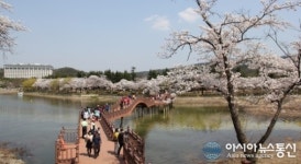 경상북도관광공사, 보문호반 벚꽃길 걷기행사 개최