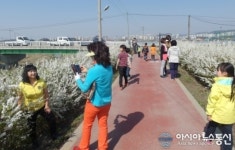 삼천3동, 중인천 조팝나무 명품길 조성사업