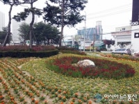 충주시거리 화사한 봄꽃이 만발