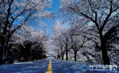 무주구천동 인근 설천 벚꽃잔치 만개 기대만발