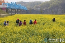 창녕 낙동강변에는 유채꽃 세상