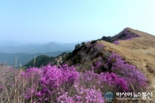 창녕 화왕산 진달래 절정