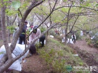 진해구 자은동, 시루봉 등산로 주변 철쭉 군락지 조성