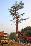 울진 구수곡휴양림으로 시집오는 금강송