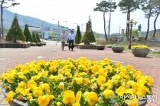 순창군 장류박물관에 봄꽃가득