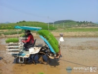 의창구 동읍, 풍년기원하며 벼2기작 모내기