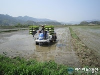 거창군 전수익 씨, 강정들에 첫 모내기