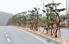 포항시, 양덕동 대로변 아름다운 녹색길 조성