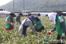 밀양 새마을, 마늘쫑 수확 구슬땀