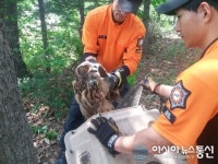 인천강화소방서, 천연기념물인 수리부엉이 구조