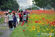 남원춘향골 도심 속 향기원 붉은 물결의 향연