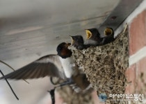 괴산군,청천면 덕평리 마을은 집집마다 제비 보금자리 틀어