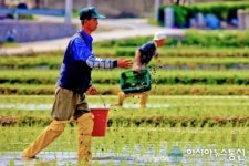 울진 우렁이 뿌리는 농민 손길