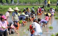 수원시밤밭노인복지관, ‘손 모내기’ 농촌체험 행사 참여 및 홍보부스 운영