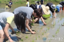 수원시 장안구 율천동,“손 모내기 농촌체험”행사 성황