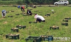 덕진구 우아2동 자생단체, 양파수확 일손돕기 실시