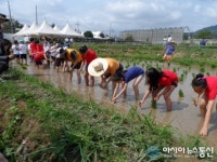 도봉구, 풍성한 수확 기대하며 아이들 도심서 손 모내기
