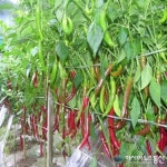 영양군 수비초 고추 농촌진흥청 연구성과 100선 선정