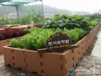 마포구, 옥상 빈 공간의 작은 농사, 즐거움이 쏠쏠하네