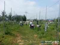 동안구 공무원, 충남 예산군 대성농장 방문해 사과수확 봉사