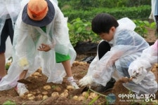 의령 가례초,감자 수확 체험