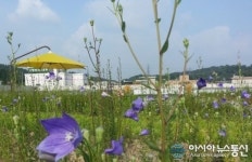 안산상록수체육관 도심속 야생화 생태공원으로 재탄생  큰 인기