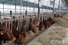남원시, 한우농가 FTA 피해보전직불금과 폐업보상지원
