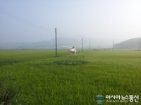 옹진군, 무인헬기 항공방제 전면적 실시