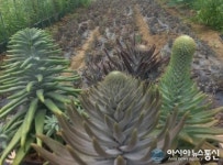 “1kg 만원 착한가격으로 와송 구입하세요”