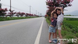 남원시 금지면, 길 위에 붉은빛 배롱나무 꽃 장관